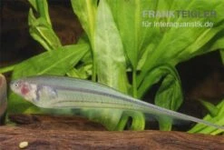 Grüner Messerfisch, Eigenmannia Virescens -EHEIM || JBL || sera Verkaufsgeschäft Eigenmannia virescens gruener messerfisch 1