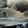 Einfarbiger Panzerwels, Corydoras Concolor -EHEIM || JBL || sera Verkaufsgeschäft Einfarbiger Panzerwels Corydoras concolor 1