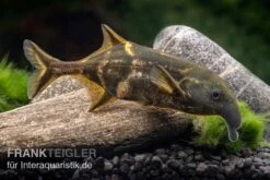 Elefantenfisch, Campylomormyrus Elephas