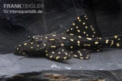 Elfenwels, Acanthicus Adonis -EHEIM || JBL || sera Verkaufsgeschäft Elfenwels Acanthicus adonis neu 2