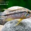Elisabeth’s Zwergbuntbarsch, Apistogramma Elizabethae -EHEIM || JBL || sera Verkaufsgeschäft Elisabeths Zwergbuntbarsch Apistogramma elizabethae neu