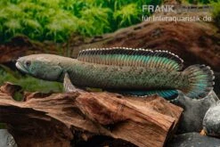 Emerald Green Schlangenkopf, Channa Sp. „Emerald Green“ -EHEIM || JBL || sera Verkaufsgeschäft Emerald Green Schlangenkopf Channa sp Emerald Green 3