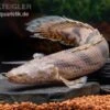 Endlichers Flösselhecht, Polypterus Endlicherii, NZ -EHEIM || JBL || sera Verkaufsgeschäft Endlichers Floesselhecht Polypterus endlicherii 1
