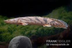 Endlichers Flösselhecht, Polypterus Endlicherii, NZ -EHEIM || JBL || sera Verkaufsgeschäft Endlichers Floesselhecht Polypterus endlicherii 3