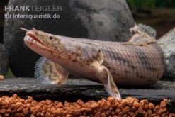 Endlichers Flösselhecht, Polypterus Endlicherii, NZ -EHEIM || JBL || sera Verkaufsgeschäft Endlichers Floesselhecht Polypterus endlicherii 4