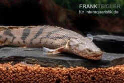 Endlichers Flösselhecht, Polypterus Endlicherii, NZ -EHEIM || JBL || sera Verkaufsgeschäft Endlichers Floesselhecht Polypterus endlicherii 5