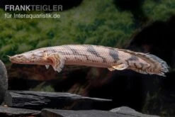 Endlichers Flösselhecht, Polypterus Endlicherii, NZ -EHEIM || JBL || sera Verkaufsgeschäft Endlichers Floesselhecht Polypterus endlicherii 6