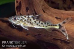 Engel-Antennenwels, Pimelodus Pictus -EHEIM || JBL || sera Verkaufsgeschäft Engel Antennenwels Pimelodus pictus neu 3