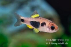 Schmetterlingsbarbe, Barbus Hulstaerti (Minifisch), 5 Stück -EHEIM || JBL || sera Verkaufsgeschäft Enteromius hulstaerti 14