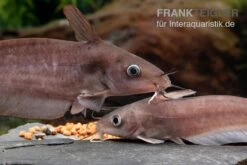 Equinus-Korallenwels, Neosilurus Equinus -EHEIM || JBL || sera Verkaufsgeschäft Equinus Korallenwels Neosilurus equinus 2