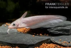 Equinus-Korallenwels, Neosilurus Equinus -EHEIM || JBL || sera Verkaufsgeschäft Equinus Korallenwels Neosilurus equinus 4