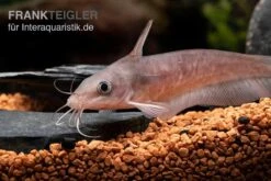 Equinus-Korallenwels, Neosilurus Equinus -EHEIM || JBL || sera Verkaufsgeschäft Equinus Korallenwels Neosilurus equinus 5