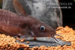 Equinus-Korallenwels, Neosilurus Equinus -EHEIM || JBL || sera Verkaufsgeschäft Equinus Korallenwels Neosilurus equinus 6