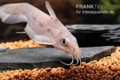 Equinus-Korallenwels, Neosilurus Equinus -EHEIM || JBL || sera Verkaufsgeschäft Equinus Korallenwels Neosilurus equinus 8