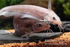 Equinus-Korallenwels, Neosilurus Equinus -EHEIM || JBL || sera Verkaufsgeschäft Equinus Korallenwels Neosilurus equinus 9