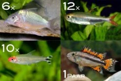 Zierfisch-Sortiment Amazonas Für 100 Cm