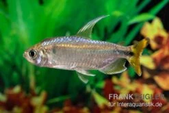 Flammenkongosalmler, Alestopetersius Nigropterus -EHEIM || JBL || sera Verkaufsgeschäft Flammenkongosalmler Alestopetersius nigropterus 2 1