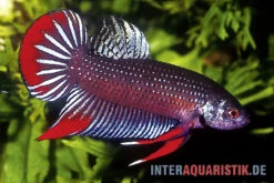 Friedlicher Kampffisch, Betta Imbellis