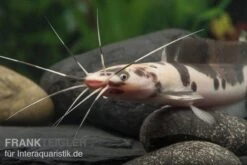 Froschwels Marmor, Clarias Batrachus -EHEIM || JBL || sera Verkaufsgeschäft Froschwels marmor Clarias batrachus
