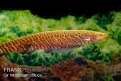 Gebänderter Messerfisch, Gymnotus Carapo -EHEIM || JBL || sera Verkaufsgeschäft Gebaenderter Messerfisch Gymnotus carapo3