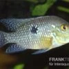 Perlmutt-Erdfresser, Geophagus Brasiliensis -EHEIM || JBL || sera Verkaufsgeschäft Geophagus brasiliensis Perlmutt Erdfresser