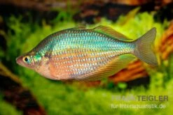 Dorityi-Regenbogenfisch, Glossolepis Dorityi, 5 Tiere -EHEIM || JBL || sera Verkaufsgeschäft Glossolepis dorityi 7