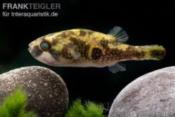 Glühaugen-Kugelfisch, Tetraodon Cutcutia -EHEIM || JBL || sera Verkaufsgeschäft Gluehaugen Kugelfisch Tetraodon cutcutia 3