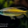 Goldener Kongosalmler, Phenacogrammus Aurantiacus -EHEIM || JBL || sera Verkaufsgeschäft Goldener Kongosalmler Phenacogrammus aurantiacus 1