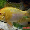 Goldener Rotkopf-Schmetterlingsbuntbarsch, Mikrogeophagus Ramirezi,