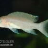 Gracilis-Buntbarsch, Neolamprologus Gracilis -EHEIM || JBL || sera Verkaufsgeschäft Gracilis Buntbarsch Neolamprologus gracilis
