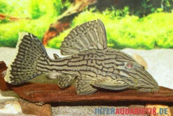 Green Royal Titan Pleco, Panaque Cf. Titan "L418" -EHEIM || JBL || sera Verkaufsgeschäft Green Royal Titan Pleco Panaque cf titan L418 2