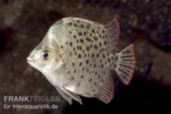 Grüner Argusfisch, Scatophagus Argus Argus -EHEIM || JBL || sera Verkaufsgeschäft Gruener Argusfisch Scatophagus argus argus 2