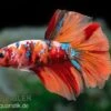 Halfmoon Kampffisch Koi Männchen, Betta Halfmoon Koi -EHEIM || JBL || sera Verkaufsgeschäft Halfmoon Kampffisch Koi Betta Halfmoon Koi 1