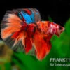 Halfmoon Kampffisch Nemo, Männchen, Betta Splendens -EHEIM || JBL || sera Verkaufsgeschäft Halfmoon Kampffisch Nemo Maennchen Betta splendens 1