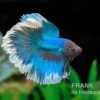 Halfmoon Kampffisch Rose Petal, Männchen, Betta Splendens -EHEIM || JBL || sera Verkaufsgeschäft Halfmoon Kampffisch Rose Petal Maennchen Betta splendens 1
