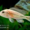 Haplochromis Spec. HIPPO POINT SALMON, DNZ -EHEIM || JBL || sera Verkaufsgeschäft Haplochromis spec HIPPO POINT SALMON