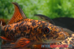 Harlekin-Fransenlipper, Labeo Cyclorhynchus -EHEIM || JBL || sera Verkaufsgeschäft Harlekin Fransenlipper Labeo cyclorhynchus neu 2