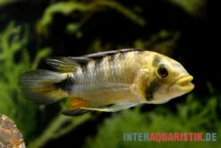Harlekin-Zwergbuntbarsch, Apistogramma Rositae -EHEIM || JBL || sera Verkaufsgeschäft Harlekin Zwergbuntbarsch Apistogramma rositae 2