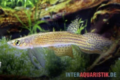 Hellneri-Killifisch, Moema Hellneri -EHEIM || JBL || sera Verkaufsgeschäft Hellneri Killifisch Moema hellneri 1