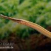 Heterosoma-Süßwassernadel, Doryichthys Heterosoma (Long Mouth Pipefish) -EHEIM || JBL || sera Verkaufsgeschäft Heterosoma Suesswassernadel Doryichthys heterosoma 1