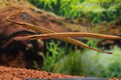 Heterosoma-Süßwassernadel, Doryichthys Heterosoma (Long Mouth Pipefish) -EHEIM || JBL || sera Verkaufsgeschäft Heterosoma Suesswassernadel Doryichthys heterosoma 10