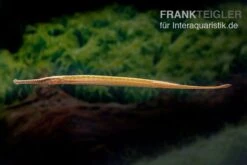 Heterosoma-Süßwassernadel, Doryichthys Heterosoma (Long Mouth Pipefish) -EHEIM || JBL || sera Verkaufsgeschäft Heterosoma Suesswassernadel Doryichthys heterosoma 3