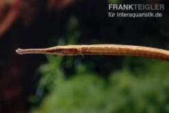 Heterosoma-Süßwassernadel, Doryichthys Heterosoma (Long Mouth Pipefish) -EHEIM || JBL || sera Verkaufsgeschäft Heterosoma Suesswassernadel Doryichthys heterosoma 4