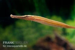 Heterosoma-Süßwassernadel, Doryichthys Heterosoma (Long Mouth Pipefish) -EHEIM || JBL || sera Verkaufsgeschäft Heterosoma Suesswassernadel Doryichthys heterosoma 5