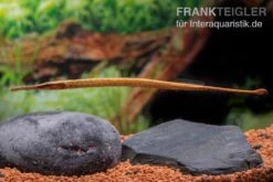 Heterosoma-Süßwassernadel, Doryichthys Heterosoma (Long Mouth Pipefish) -EHEIM || JBL || sera Verkaufsgeschäft Heterosoma Suesswassernadel Doryichthys heterosoma 6