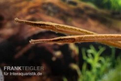Heterosoma-Süßwassernadel, Doryichthys Heterosoma (Long Mouth Pipefish) -EHEIM || JBL || sera Verkaufsgeschäft Heterosoma Suesswassernadel Doryichthys heterosoma 7