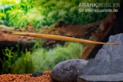 Heterosoma-Süßwassernadel, Doryichthys Heterosoma (Long Mouth Pipefish) -EHEIM || JBL || sera Verkaufsgeschäft Heterosoma Suesswassernadel Doryichthys heterosoma 8