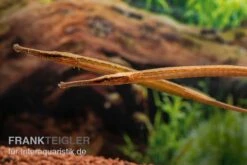 Heterosoma-Süßwassernadel, Doryichthys Heterosoma (Long Mouth Pipefish) -EHEIM || JBL || sera Verkaufsgeschäft Heterosoma Suesswassernadel Doryichthys heterosoma 9