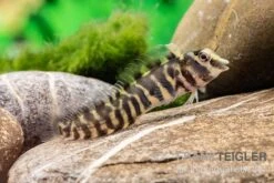 Heyligeri-Schleimfisch, Phenablennius Heyligeri -EHEIM || JBL || sera Verkaufsgeschäft Heyligeri Schleimfisch Phenablennius heyligeri neu 3