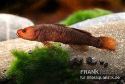 Hitam Grundel, Mugilogobius Hitam